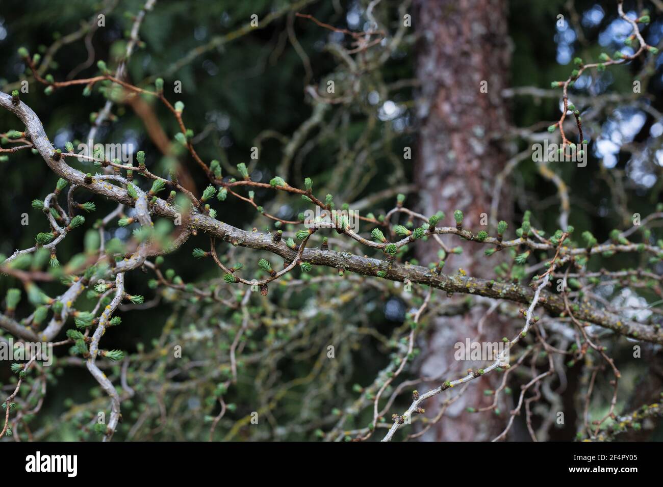 Close up of larch tree branches hi-res stock photography and images - Alamy