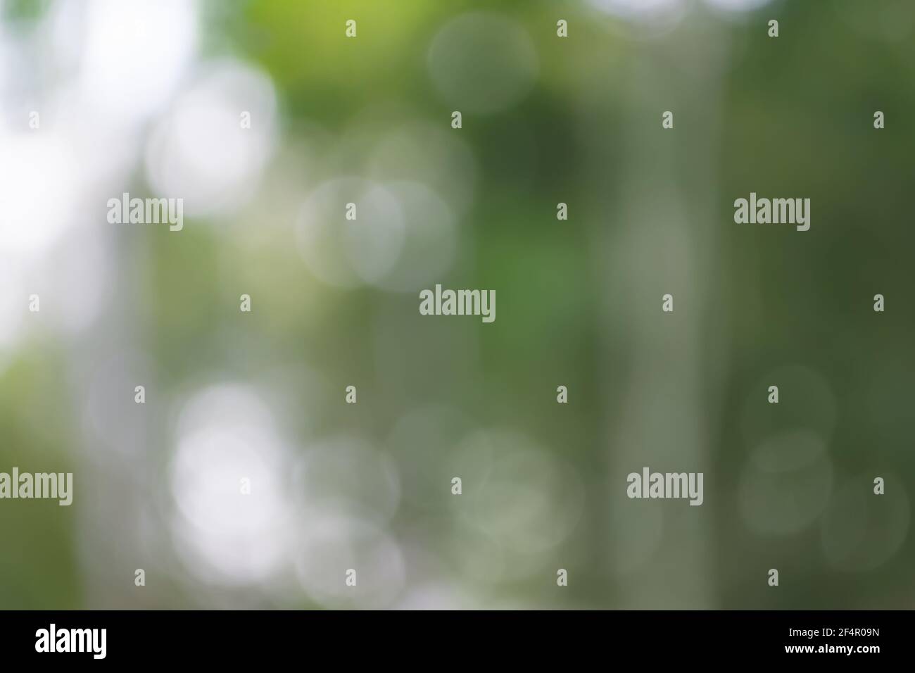 Natural blurred background. Green forest image defocused Stock Photo