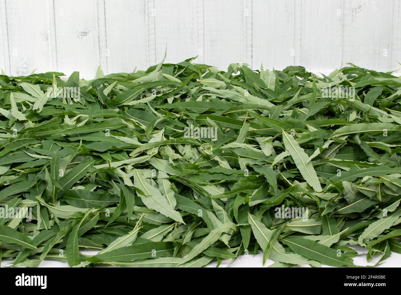 Processing tea leaves hires stock photography and images Alamy