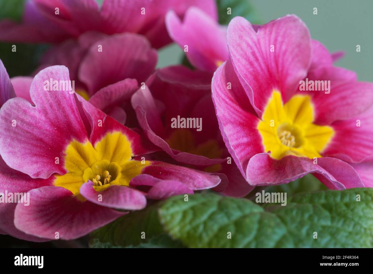 Common primrose flowers, close up shot, local focus Stock Photo