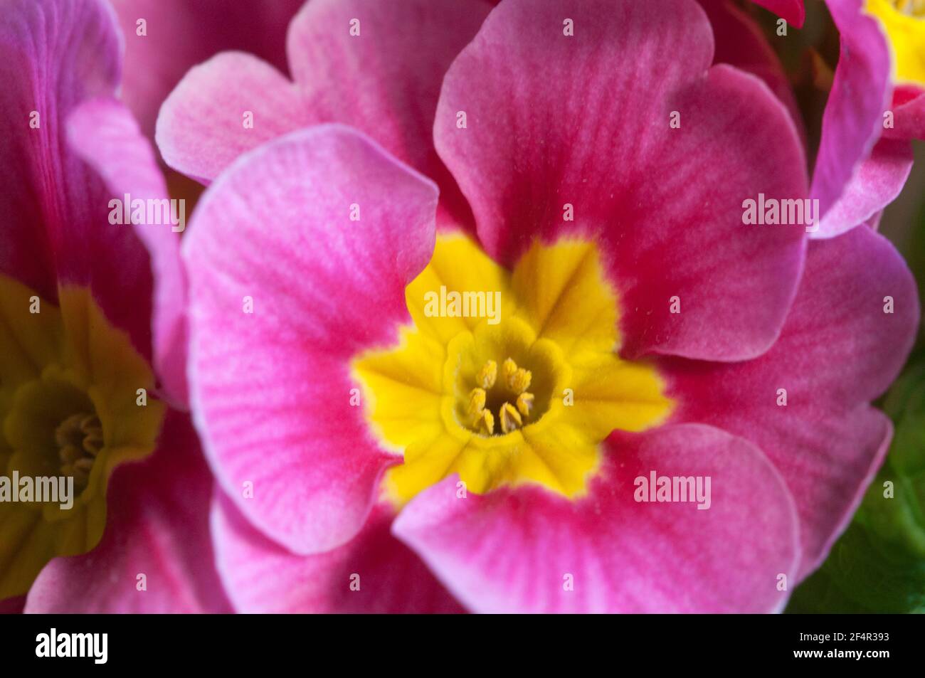 Common primrose flowers, close up shot, local focus Stock Photo