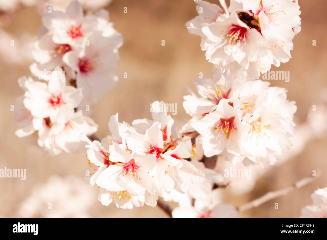 Almond blossoms in early spring. Cluster of delicate flowers, growing tree. Floral background with pastel colors Stock Photo