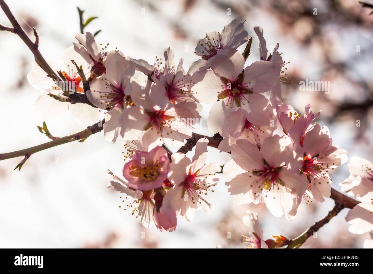 Almond blossoms in early spring. Cluster of delicate flowers, growing tree. Floral background with pastel colors Stock Photo