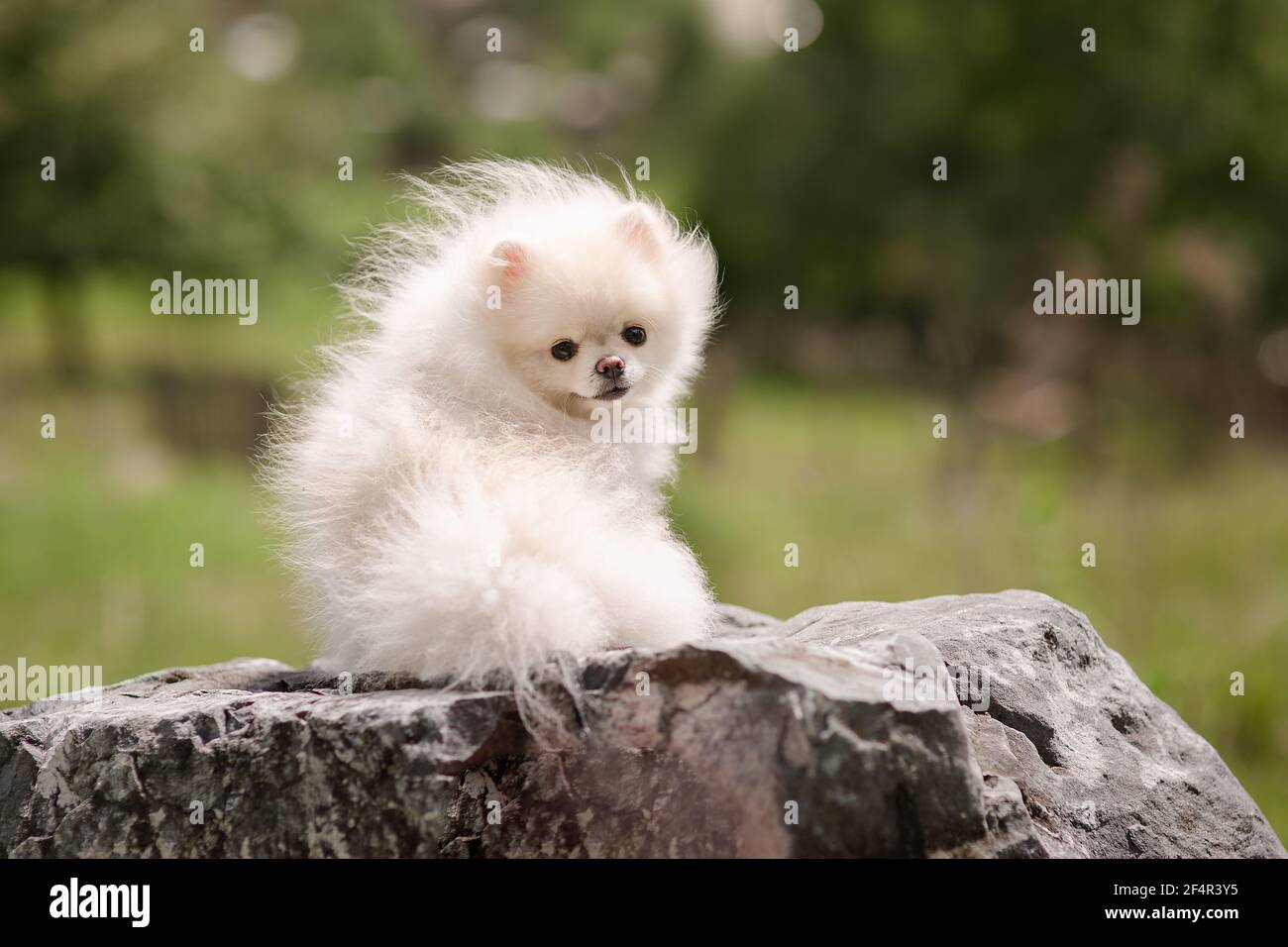 Image of pomeranian spitz in the garden. Cute white little dog outdoor. Stock Photo