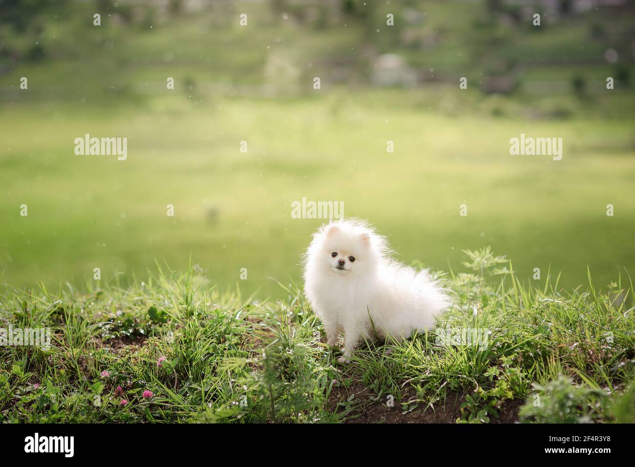 Image of pomeranian spitz in the garden. Cute white little dog outdoor. Stock Photo
