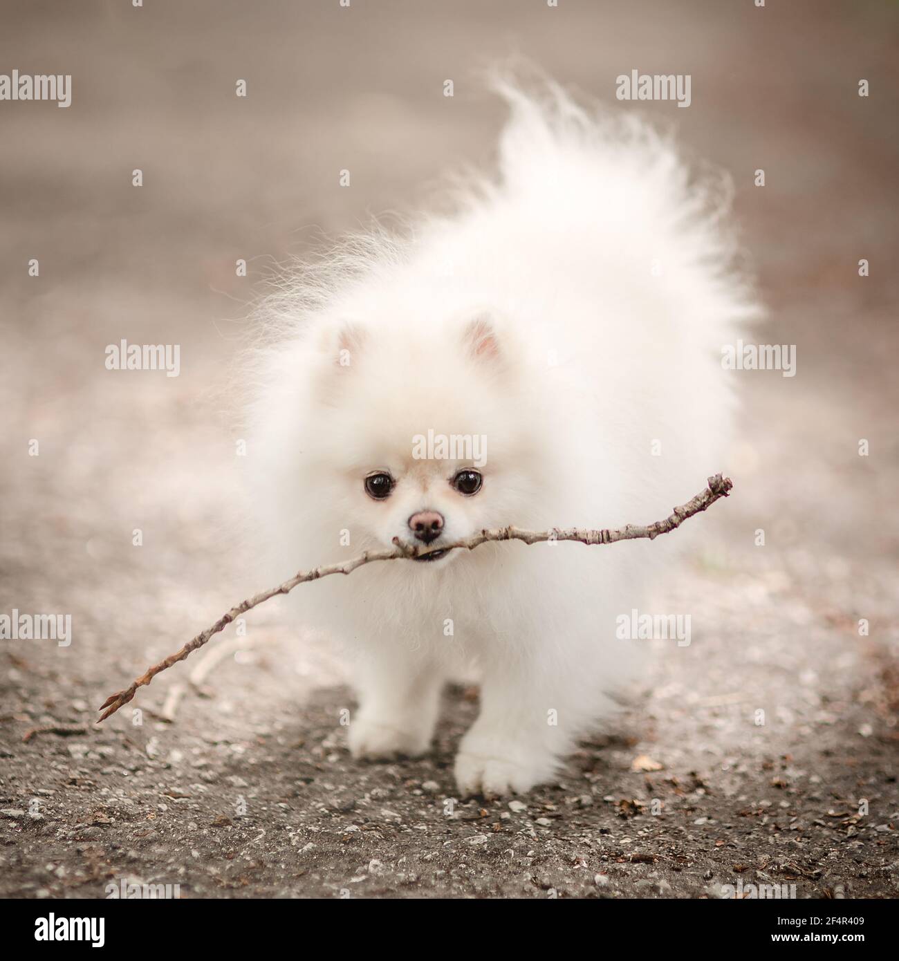 Image of pomeranian spitz in the garden. Cute white little dog outdoor. Stock Photo