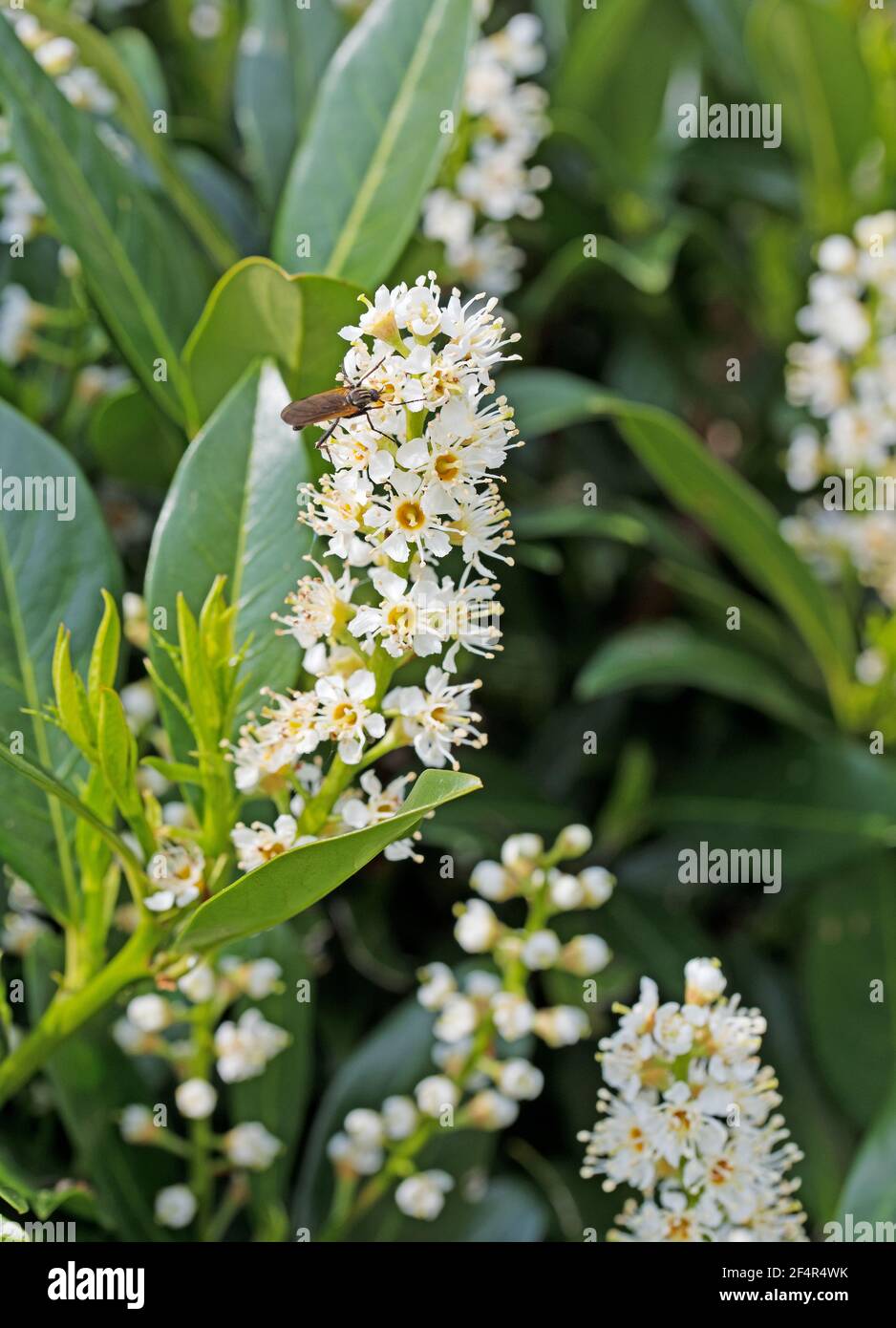 Flowering cherry laurel, Prunus laurocerasus, in spring Stock Photo - Alamy