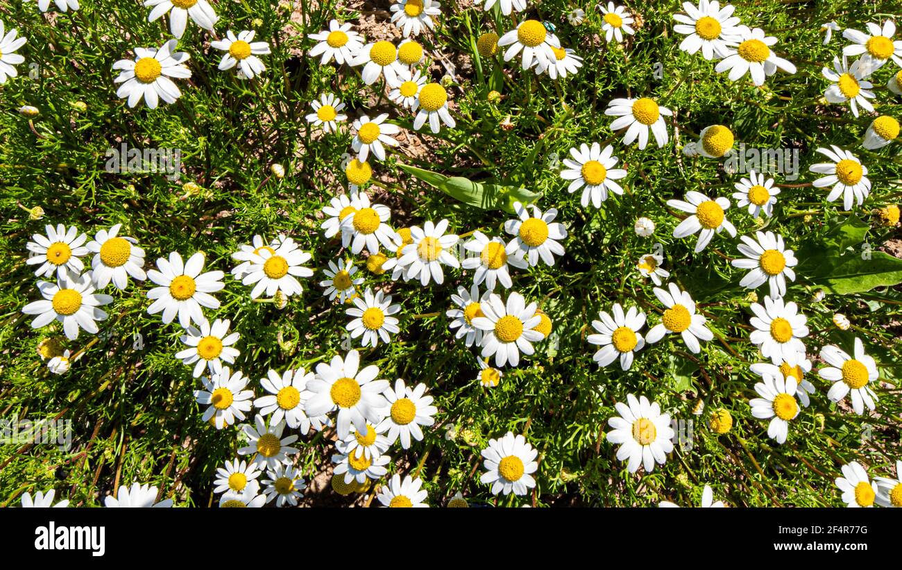 Top view field growing wildflowers hi-res stock photography and images ...