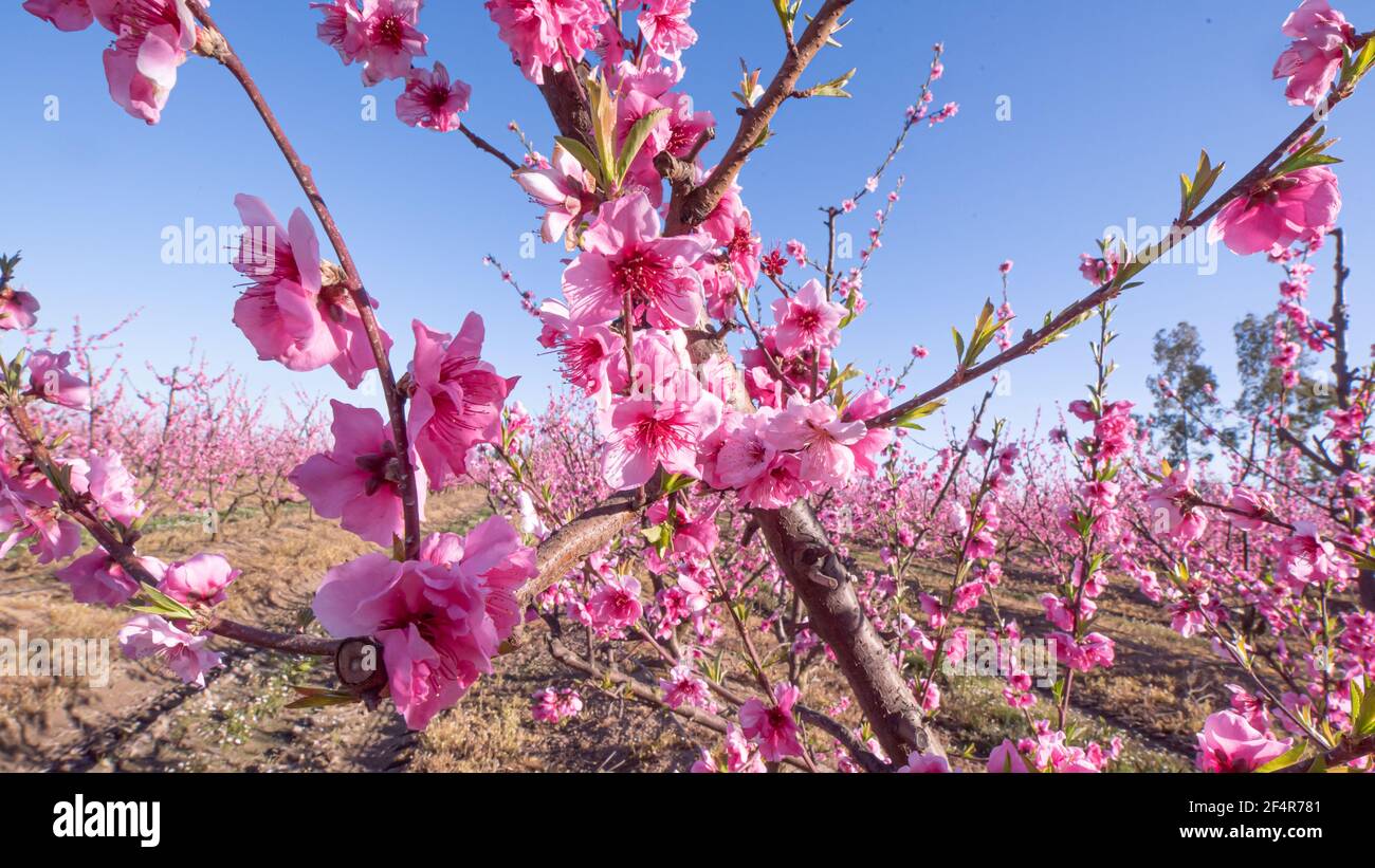 https://c8.alamy.com/comp/2F4R781/peach-blossom-at-dusk-in-plantation-grown-in-spain-prunus-persica-rosaceae-2F4R781.jpg