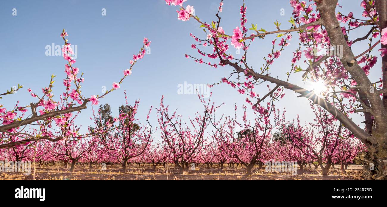 Peach blossom at dusk in plantation grown in Spain, Prunus Persica, Rosaceae Stock Photo