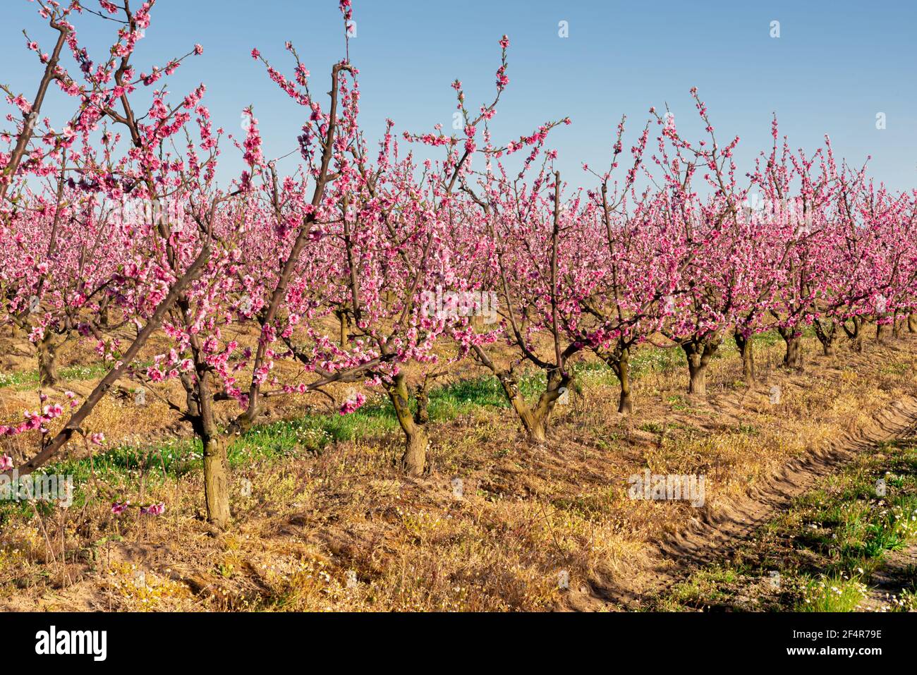 https://c8.alamy.com/comp/2F4R79E/peach-blossom-at-dusk-in-plantation-grown-in-spain-prunus-persica-rosaceae-2F4R79E.jpg