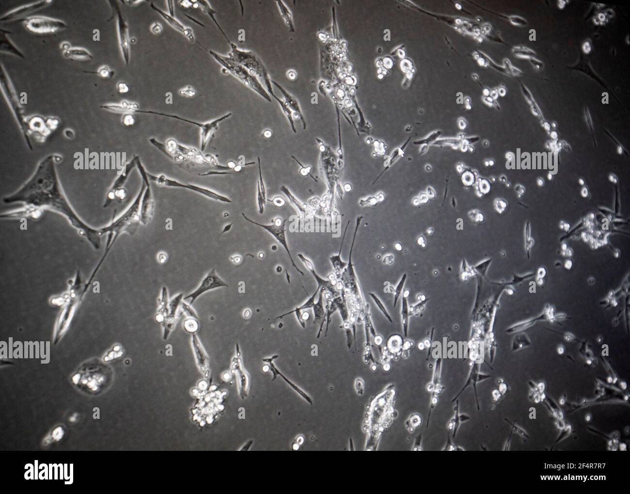 Biosafety level 3 hires stock photography and images Alamy