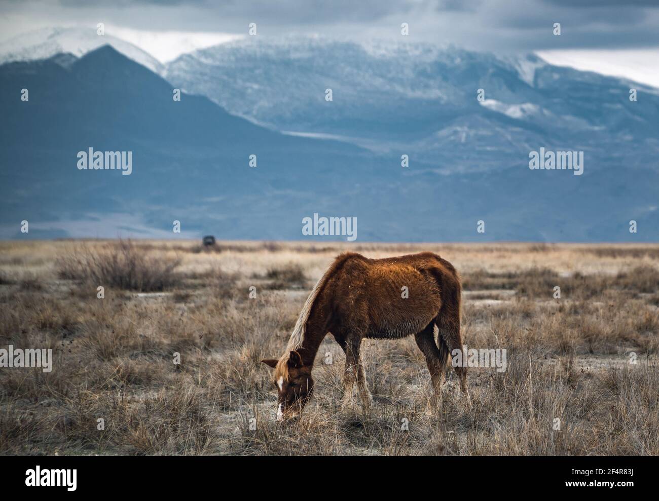 Large-aperture panoramic view of a wild horse with snow-capped mountains inside the Central Anatolian Sultan Reedy (Sultansazligi) National Park, Turk Stock Photo