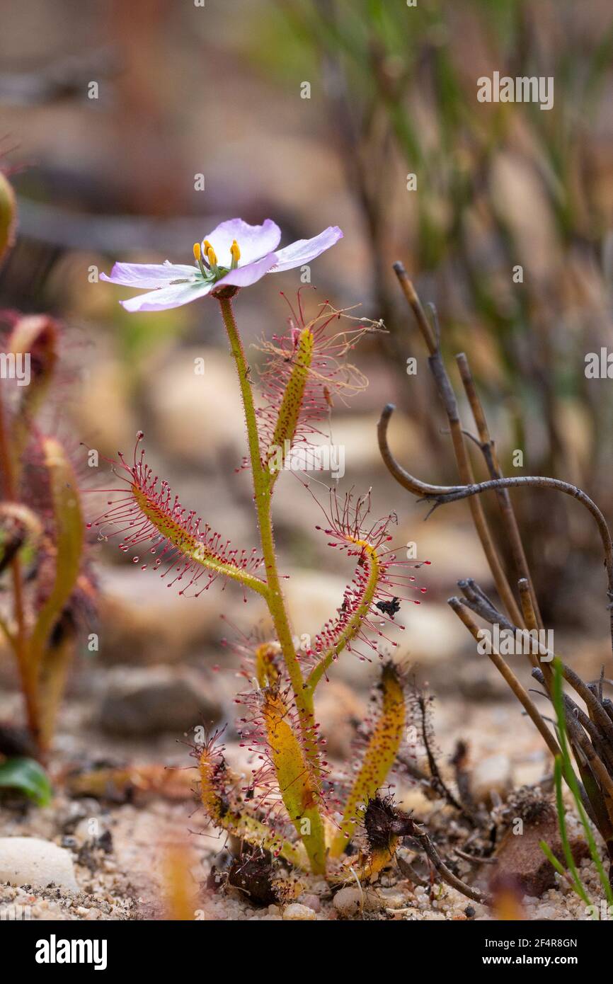 Macro picture of the carnivorous plant Drosera cistiflora seen in natural sandy habitat in the Cederberg Moutains near Clanwilliam, South Africa Stock Photo