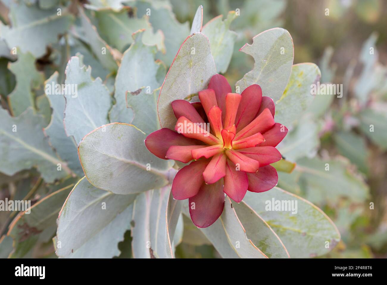 The red flower of Protea nitida, a sugarbush, seen in the Cederberg Mountains in the Western Cape of South Africa Stock Photo