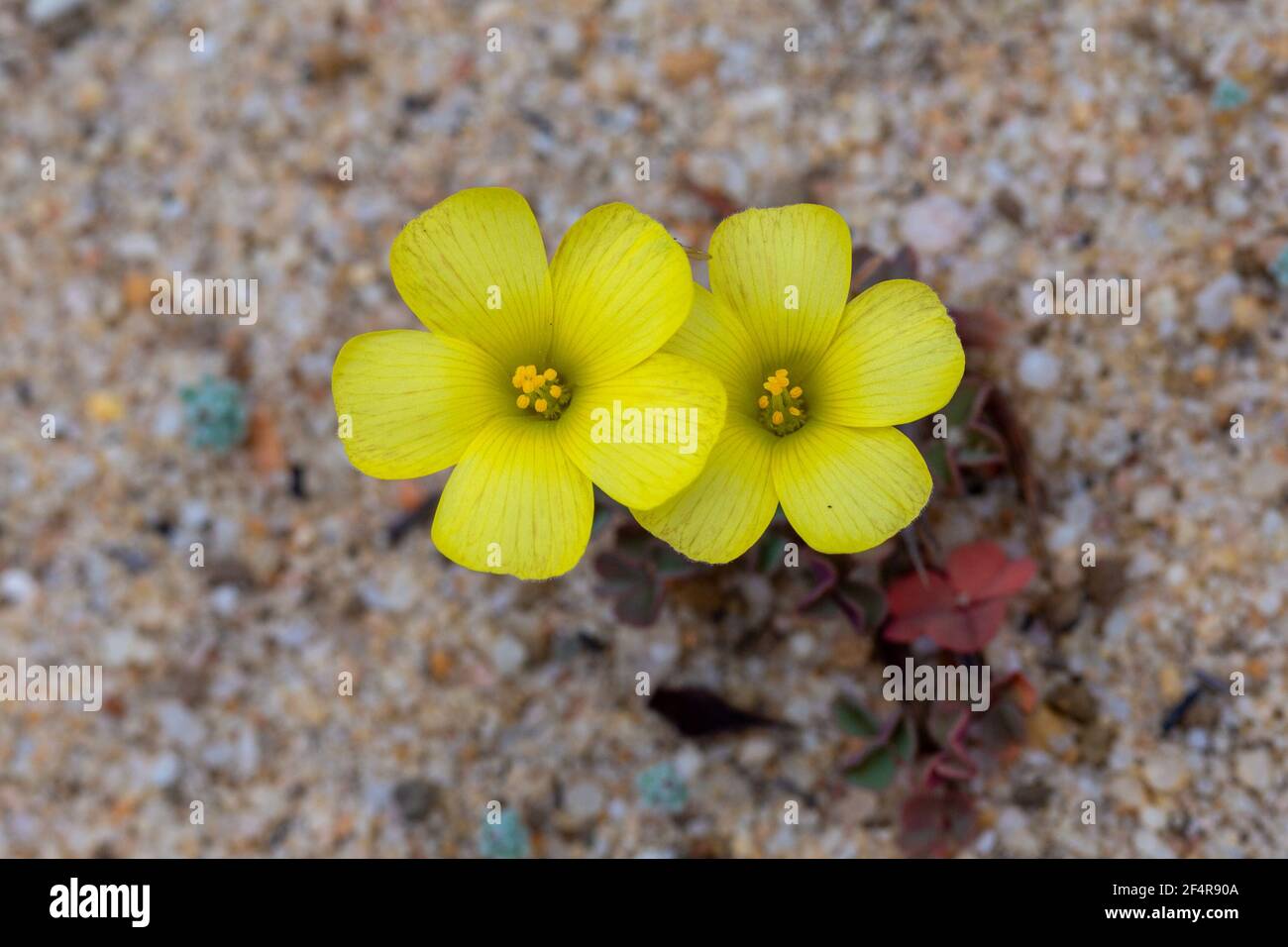 The yellow flowers of Oxalis obtusa, seen in the Cederberg Mountains in the Western Cape of South Africa Stock Photo