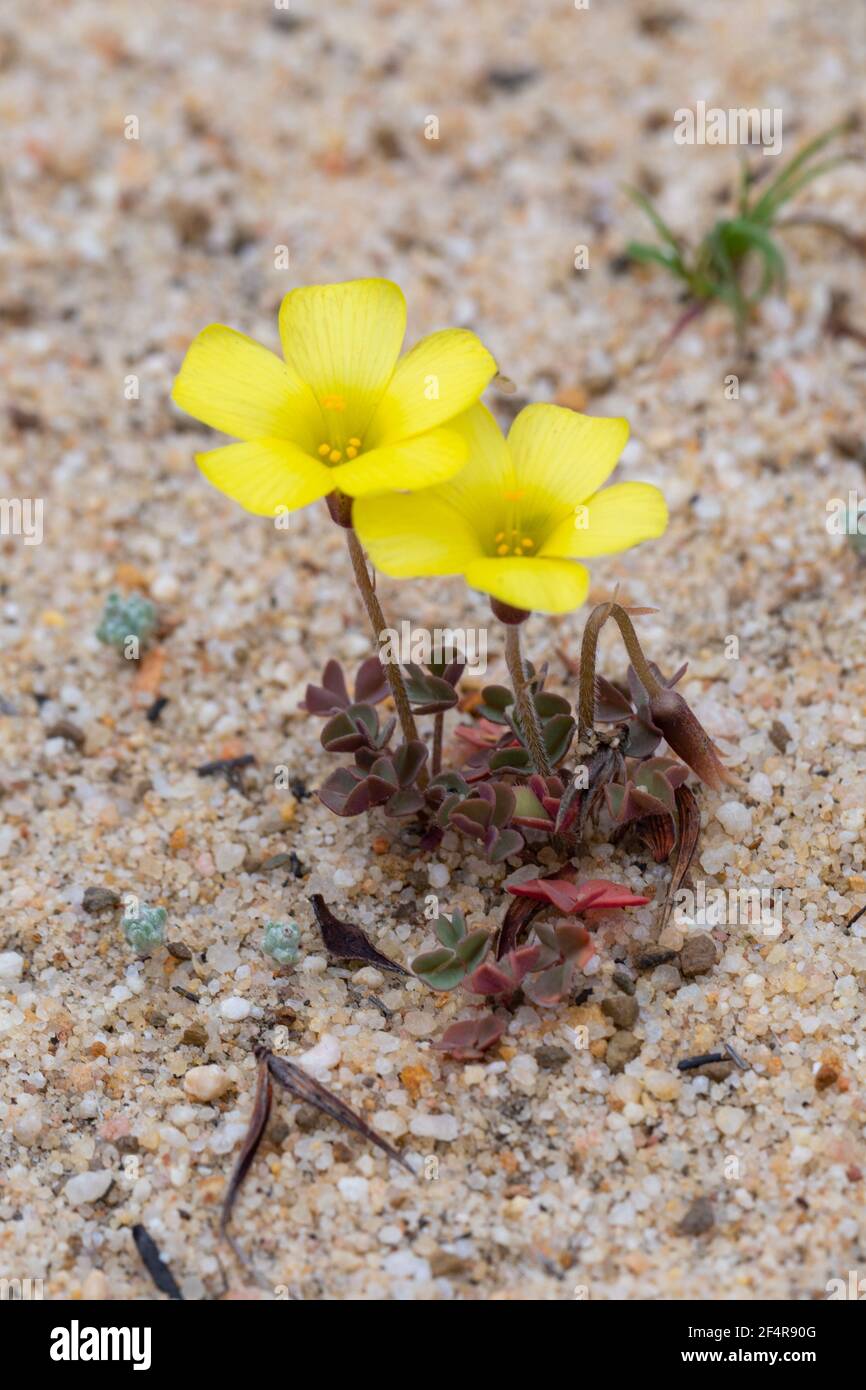 Oxalis obtusa with its yellow flowers in the cederberg Mountains in the Western Cape of South Africa Stock Photo