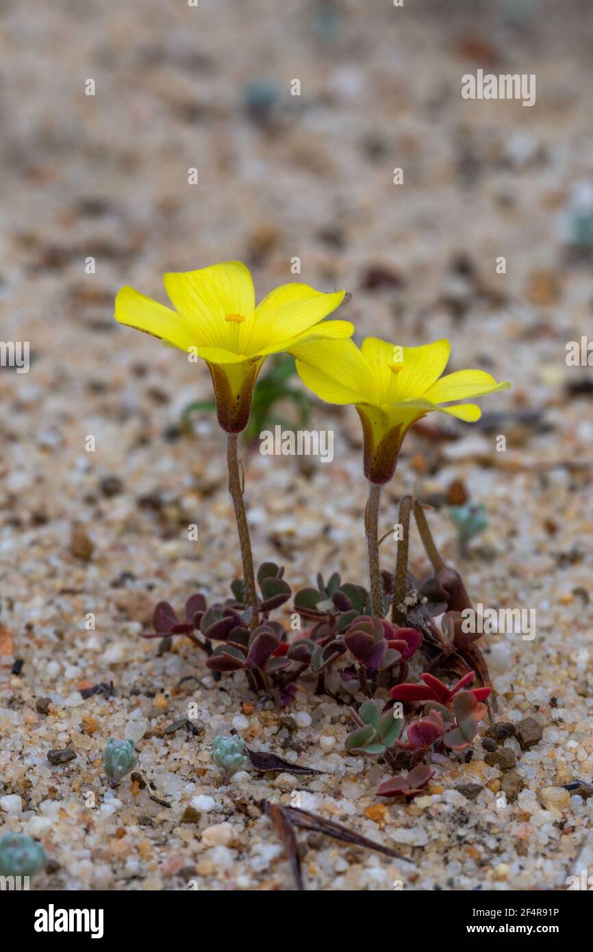 Side View of two yellow flowers of Oxalis obtusa seen in the Cederberg Mountains in the Western Cape of South Africa Stock Photo