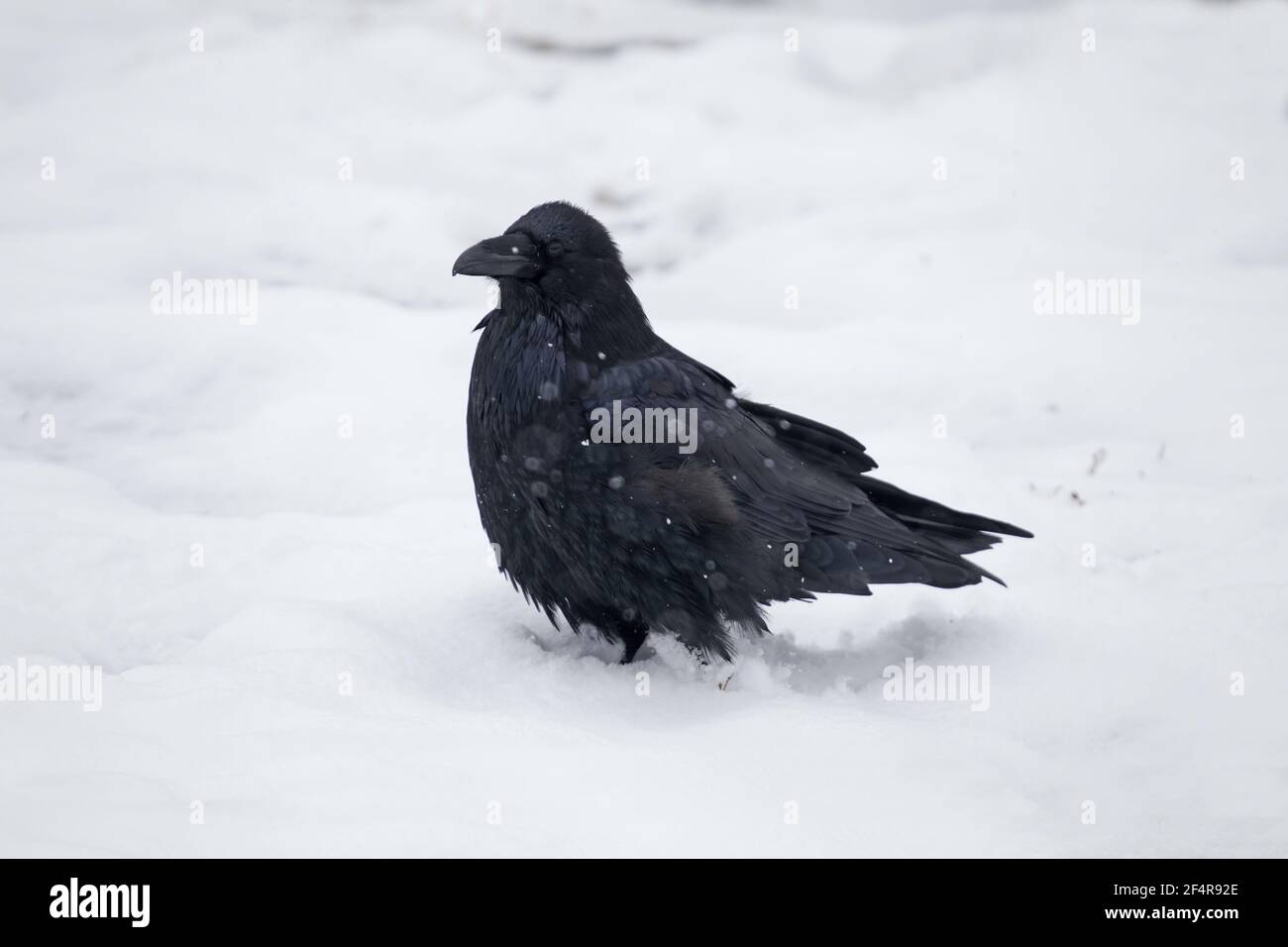 Raven - in snow Corvus corax Yellowstone National Park Wyoming. USA BI024984 Stock Photo