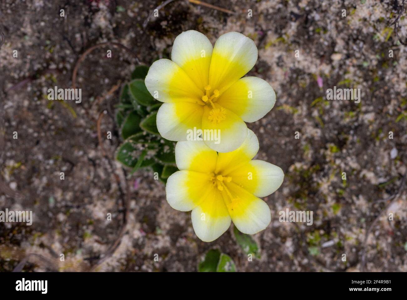 Two white and yellow flowers of the bulb Moraea luteoalba seen in the northern Cederberg in the Western Cape of South Africa Stock Photo