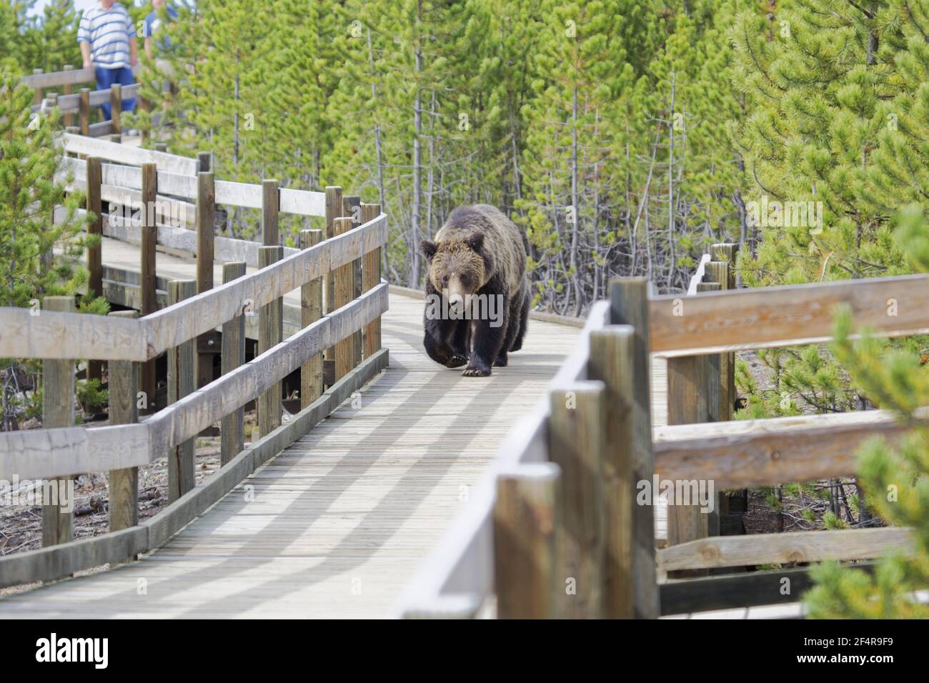 Grizzly (Brown) Bear - walking along boardwalkUrsus Arctos horribilis Yellowstone National Park Wyoming. USA MA002606 Stock Photo