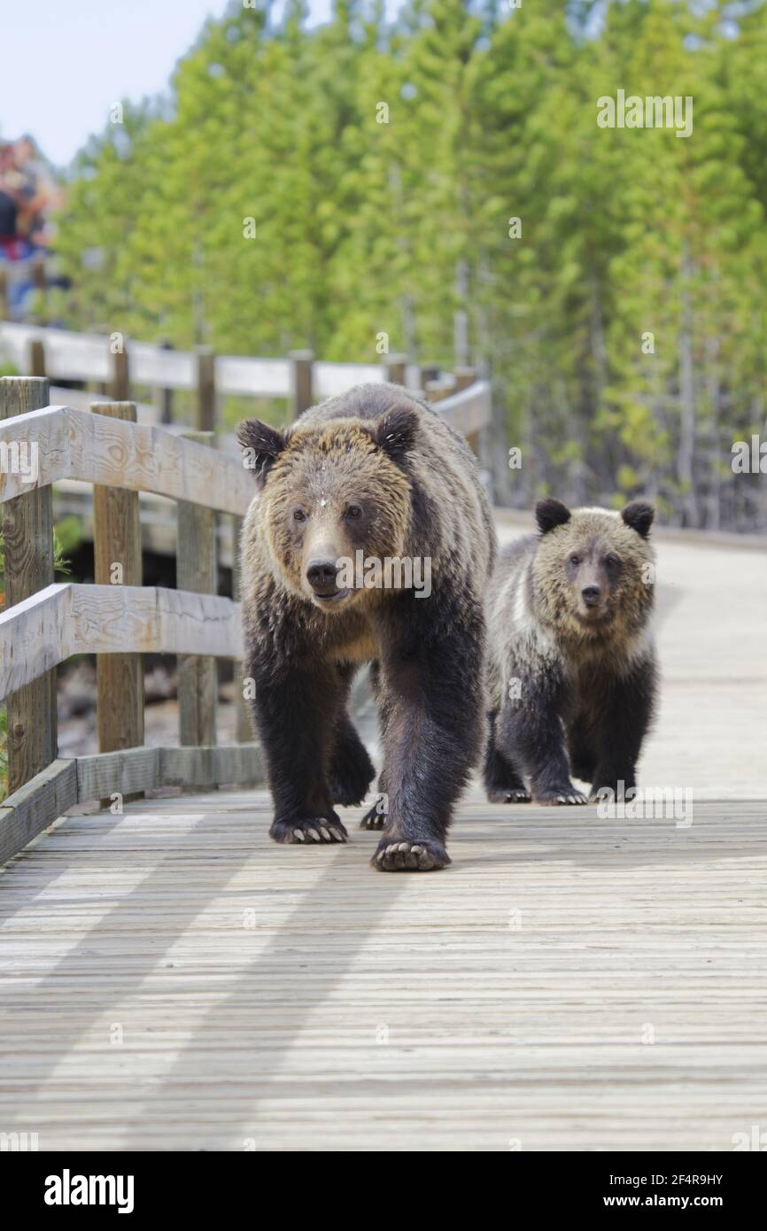 Grizzly (Brown) Bear - walking along boardwalk with cubUrsus Arctos horribilis Yellowstone National Park Wyoming. USA MA002609 Stock Photo