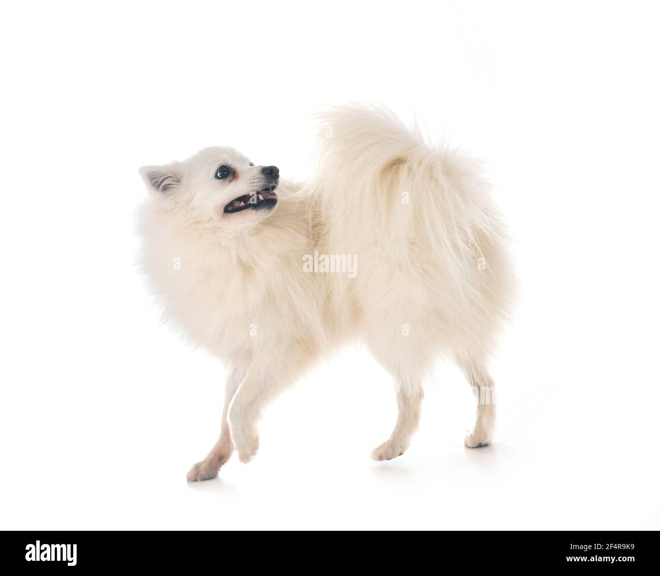Japanese Spitz In Front Of White Background Stock Photo Alamy Japanese Spitz In Front Of White Background Stock Photo Alamy