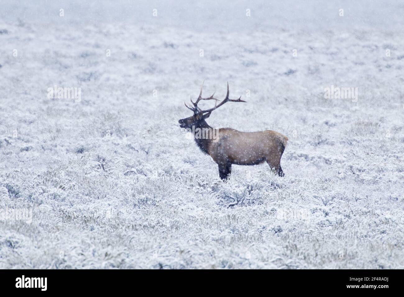 Elk - stag bugling in snowCervus canadensis Grand Tetons National Park Wyoming. USA MA002669 Stock Photo