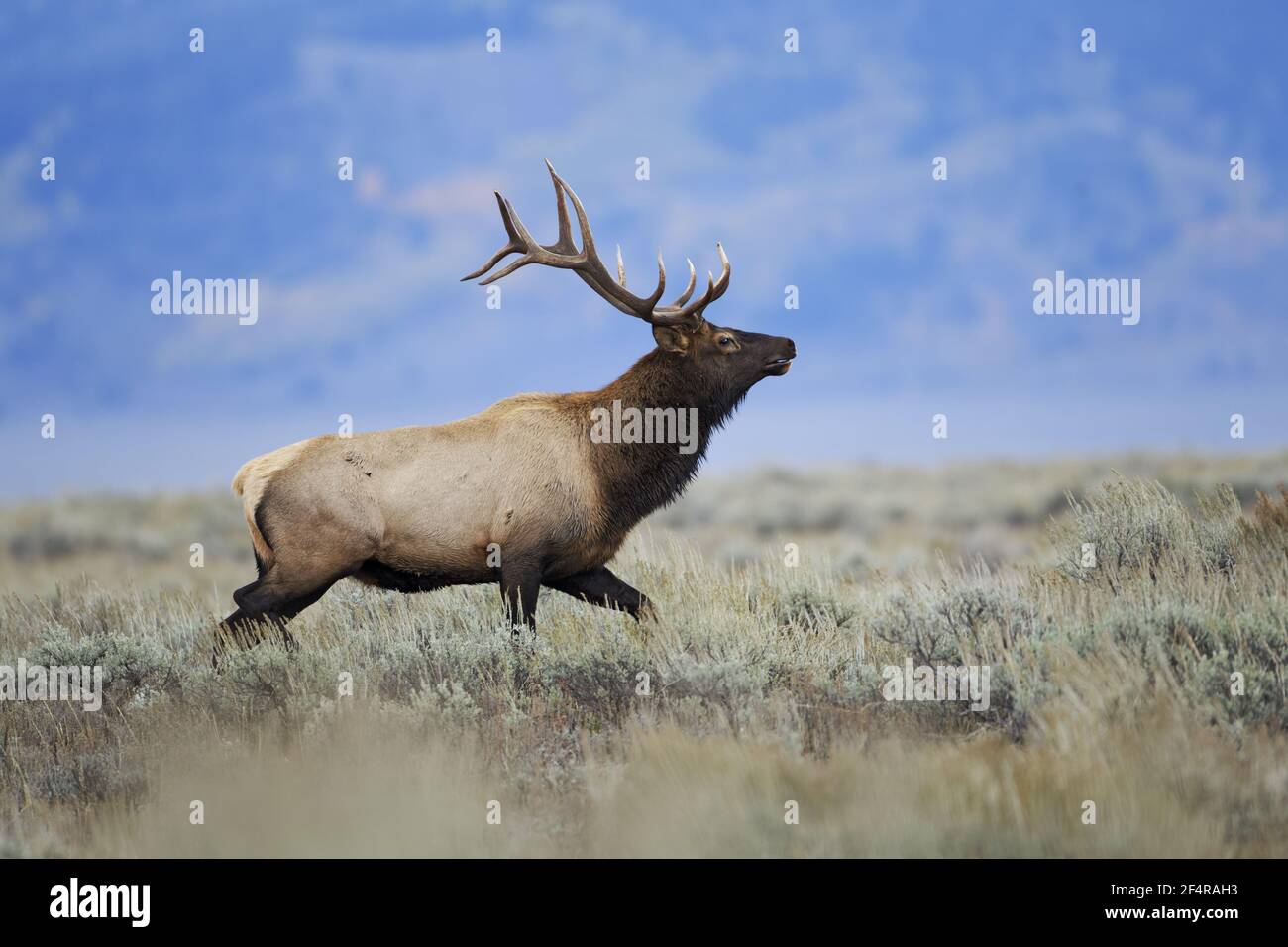 Elk - stag running over sagebrush moorlandCervus canadensis Grand Tetons National Park Wyoming. USA MA002674 Stock Photo