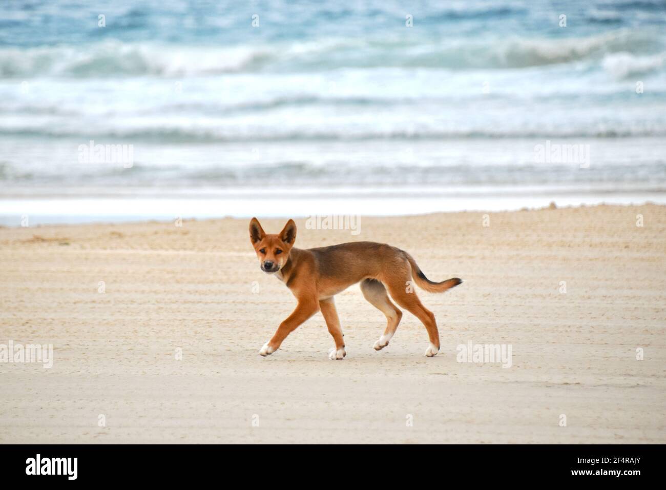 Dingo pup on the beach Stock Photo Alamy