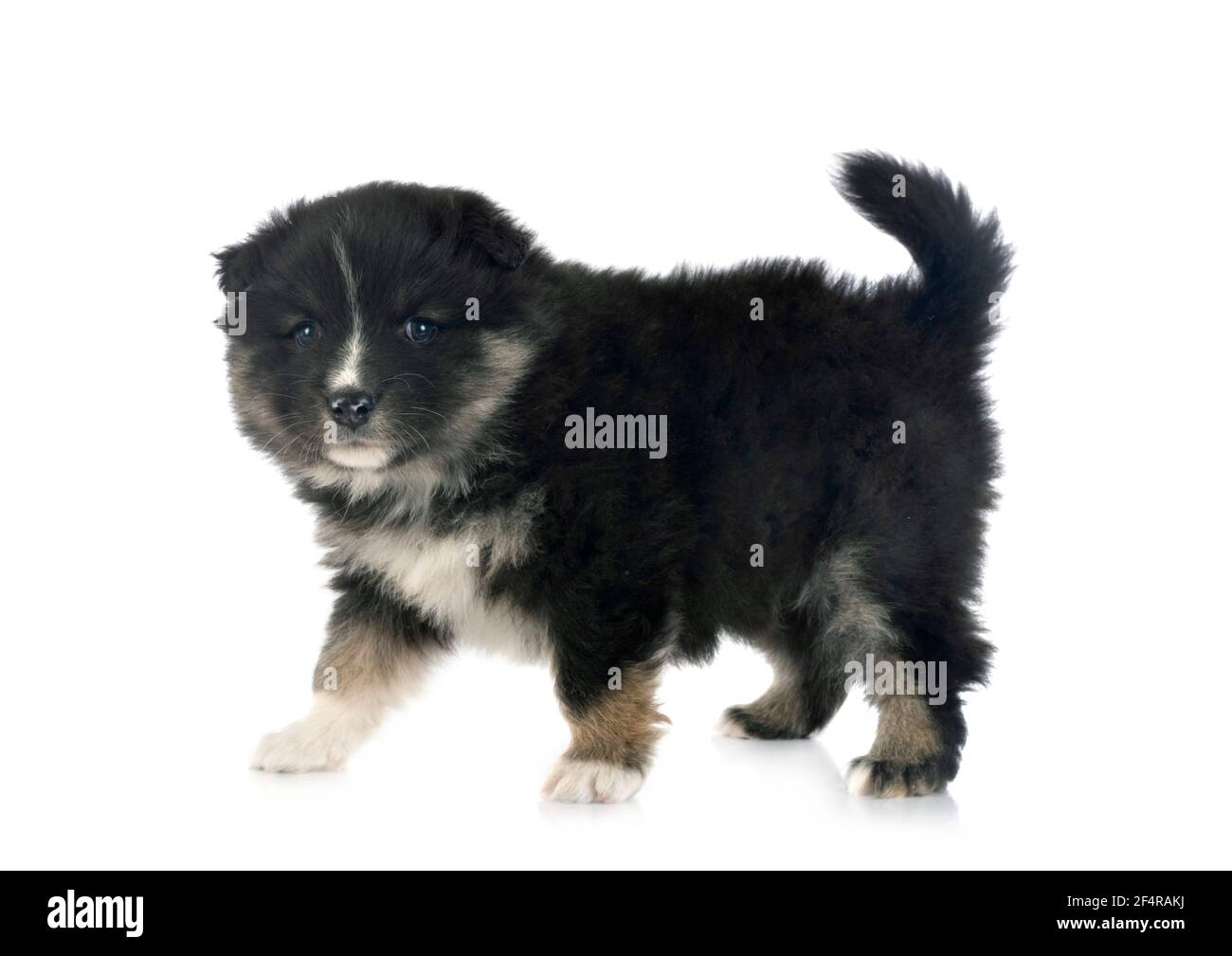 puppy Finnish Lapphund in front of white background Stock Photo - Alamy