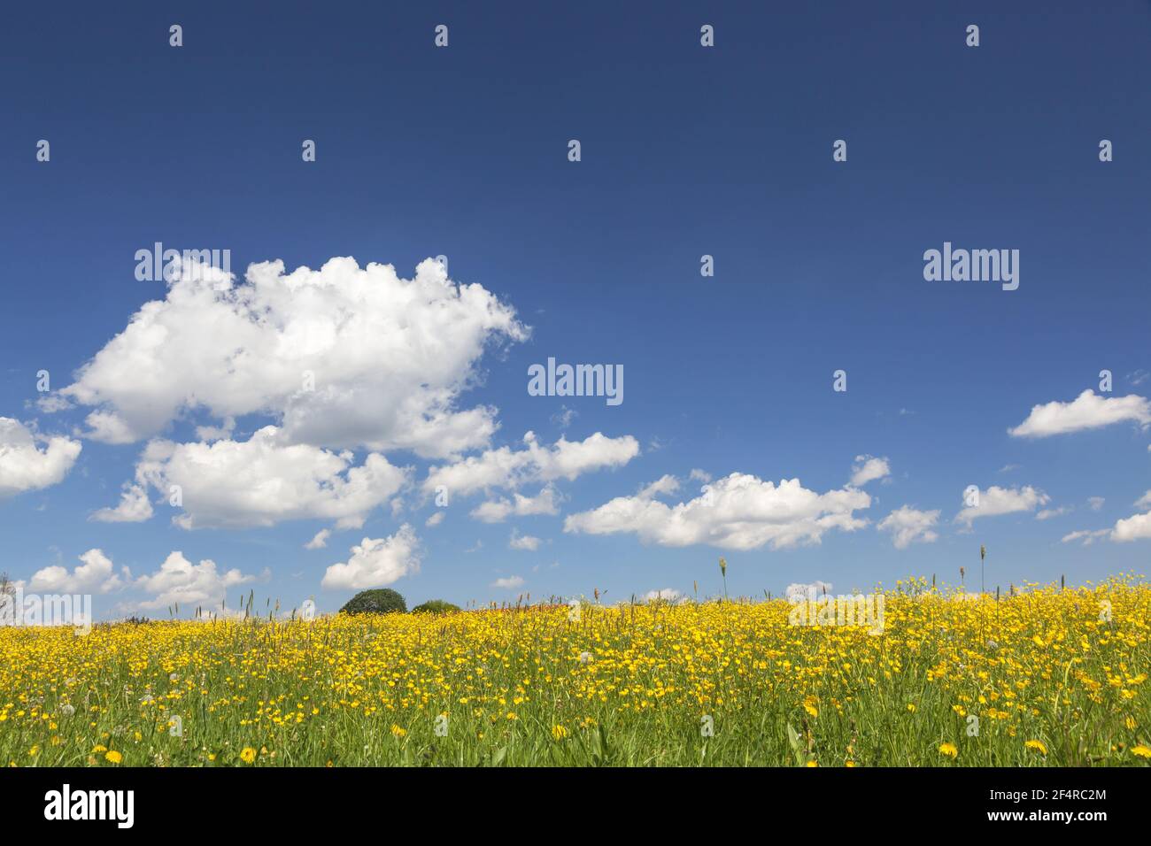 geography / travel, Germany, Bavaria, Seefeld, spring meadow in Hechendorf at Pilsensee, Fuenfseenland, Additional-Rights-Clearance-Info-Not-Available Stock Photo