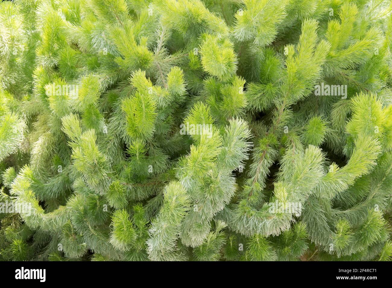 Adenanthos sericeus also commonly known as woolly bush. Stock Photo
