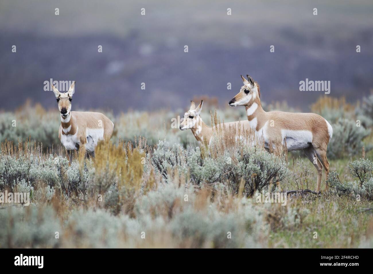Pronghorn Antelope - females and calf in sagebrushAntilocapra americana Yellowstone National Park Wyoming. USA MA002850 Stock Photo