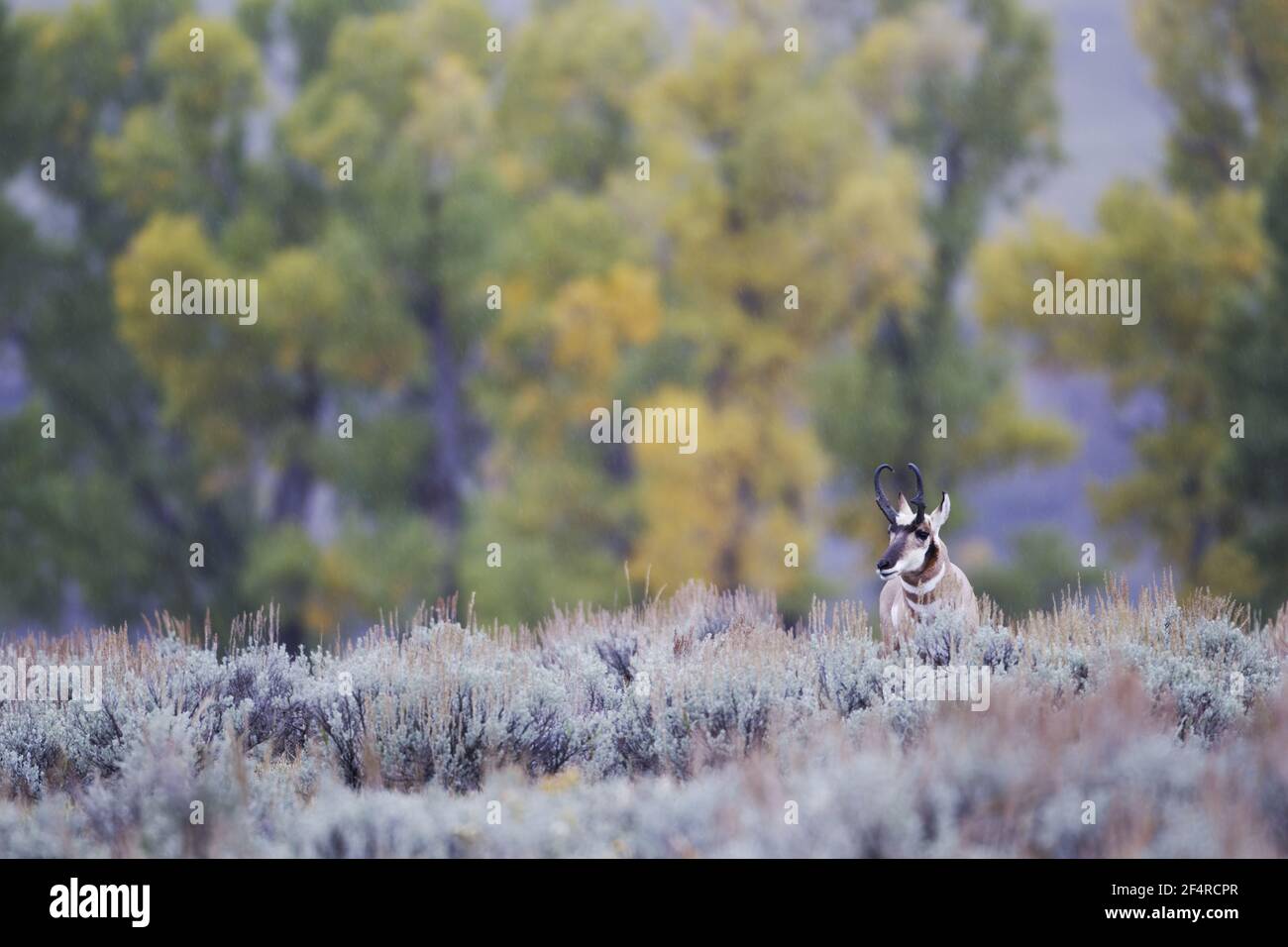 Pronghorn Antelope - Stag in sagebrushAntilocapra americana Yellowstone National Park Wyoming. USA MA002851 Stock Photo