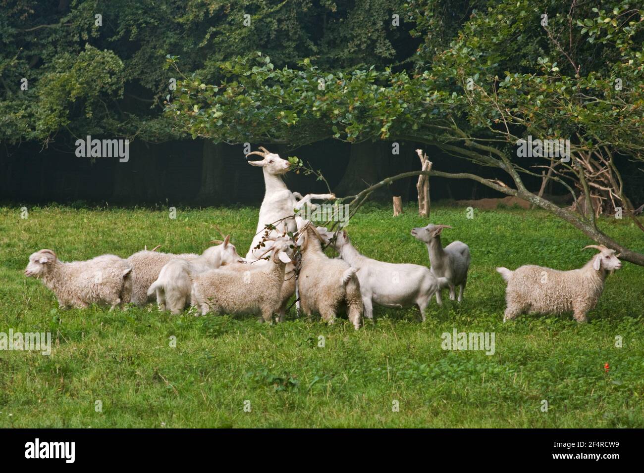 Herd of white woolly goats, one of them standing on its hind legs to ...