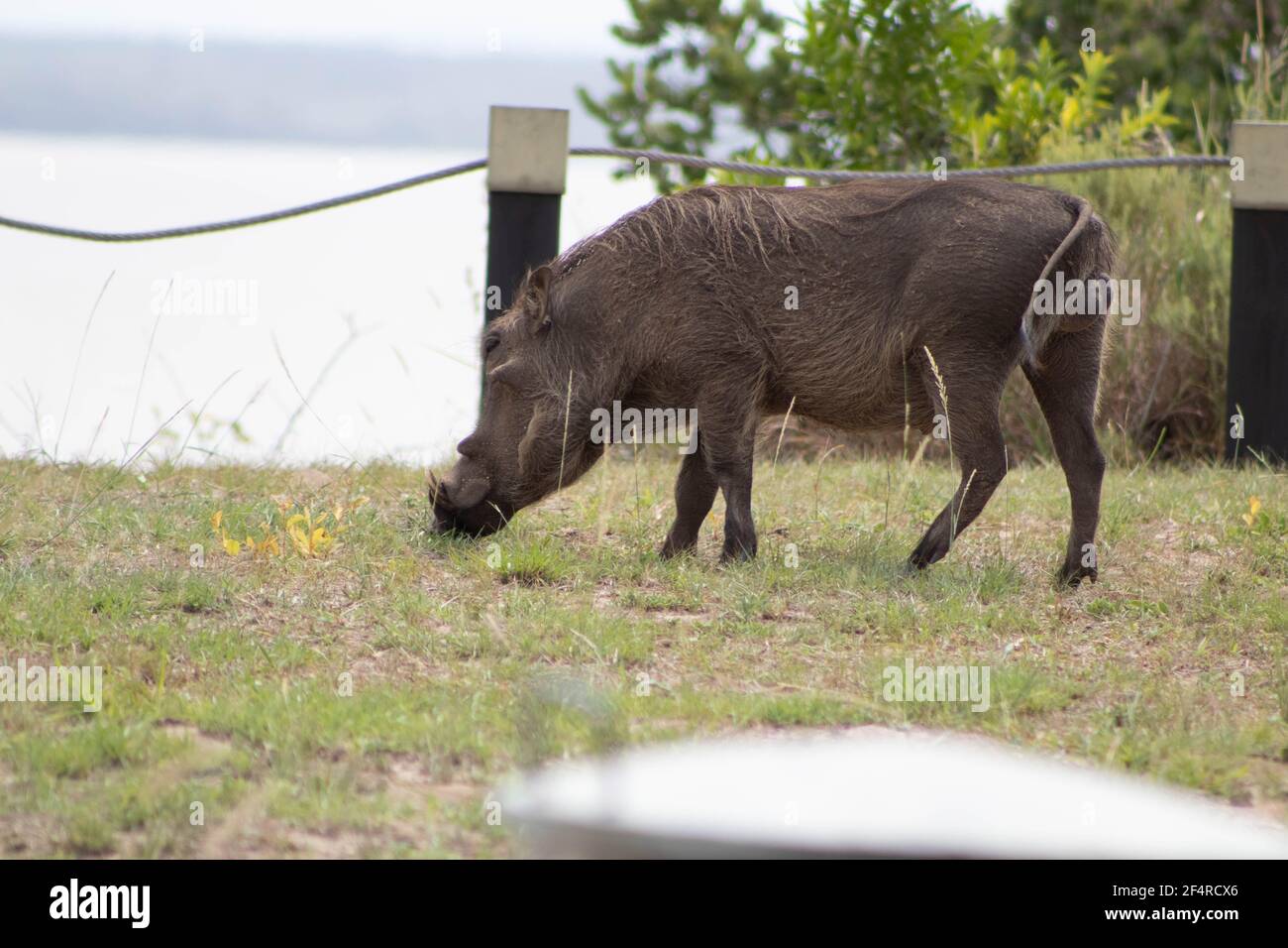 Warthog in the grass Stock Photo