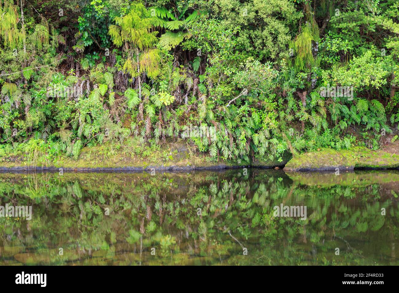 A steep riverbank in New Zealand native forest. Ferns and other plants growing on it are reflected in the quiet water below Stock Photo