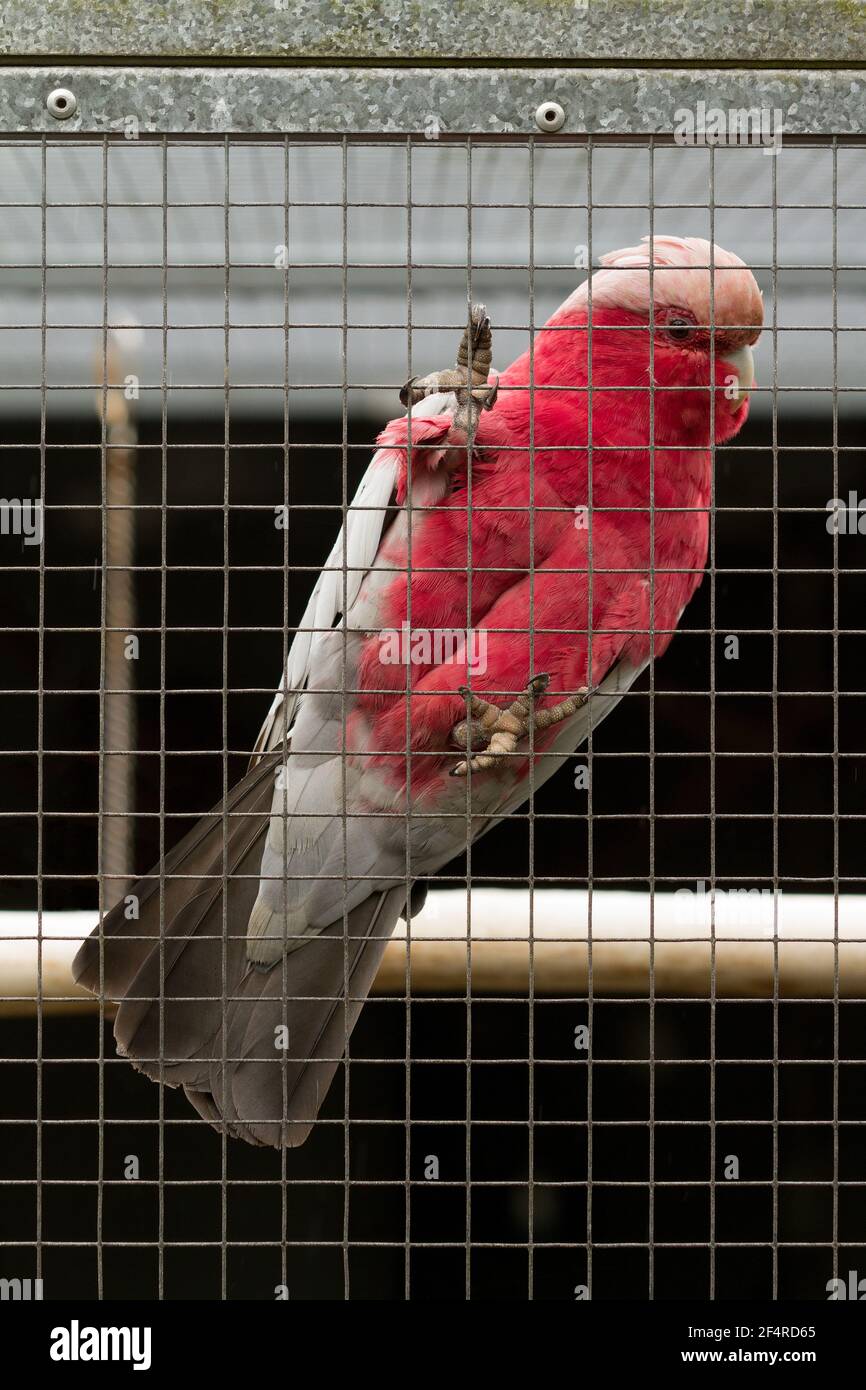 Grey and pink plumage hires stock photography and images Alamy
