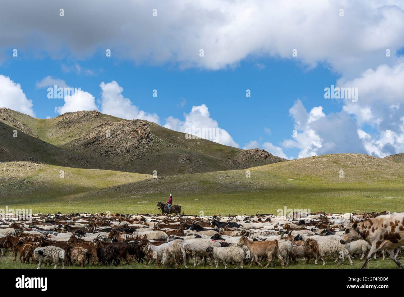 Herd of cattle graze and shepherd in the mongolian steppe hi-res stock ...