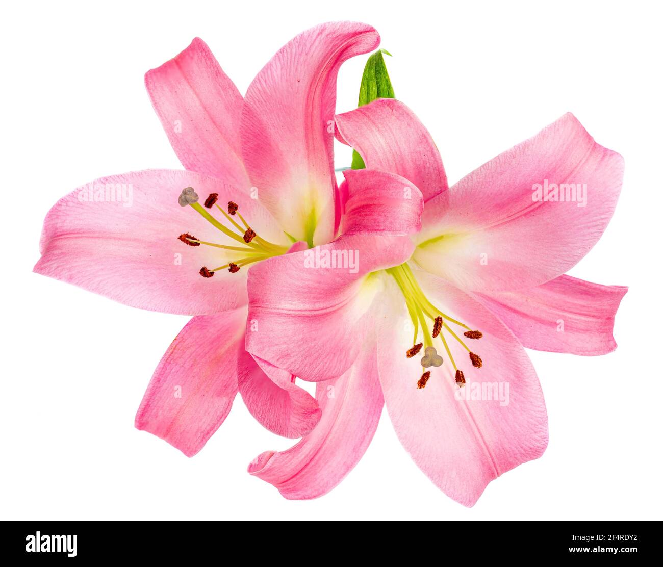 Pink Lily flower isolated on white background. Beautiful tender Lilly