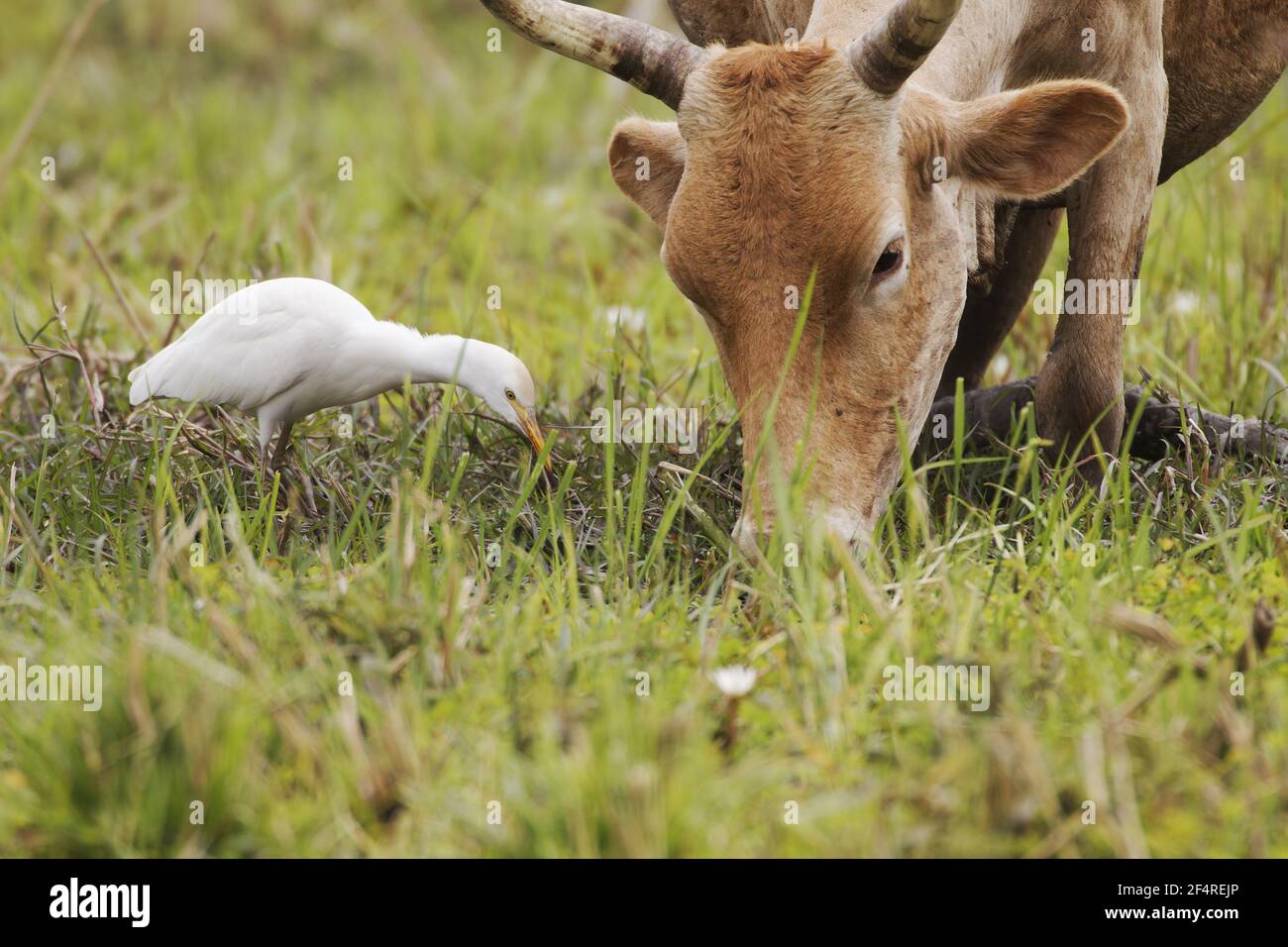 Cattle Egret - with cattle Bulbulcus ibis Gambia, West Africa BI025107 Stock Photo