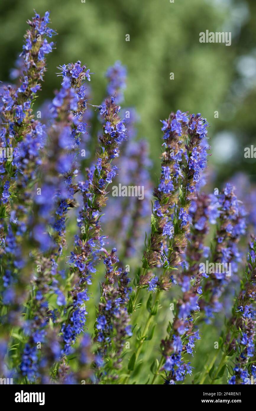Flowers of Hyssopus officinalis Close up Stock Photo
