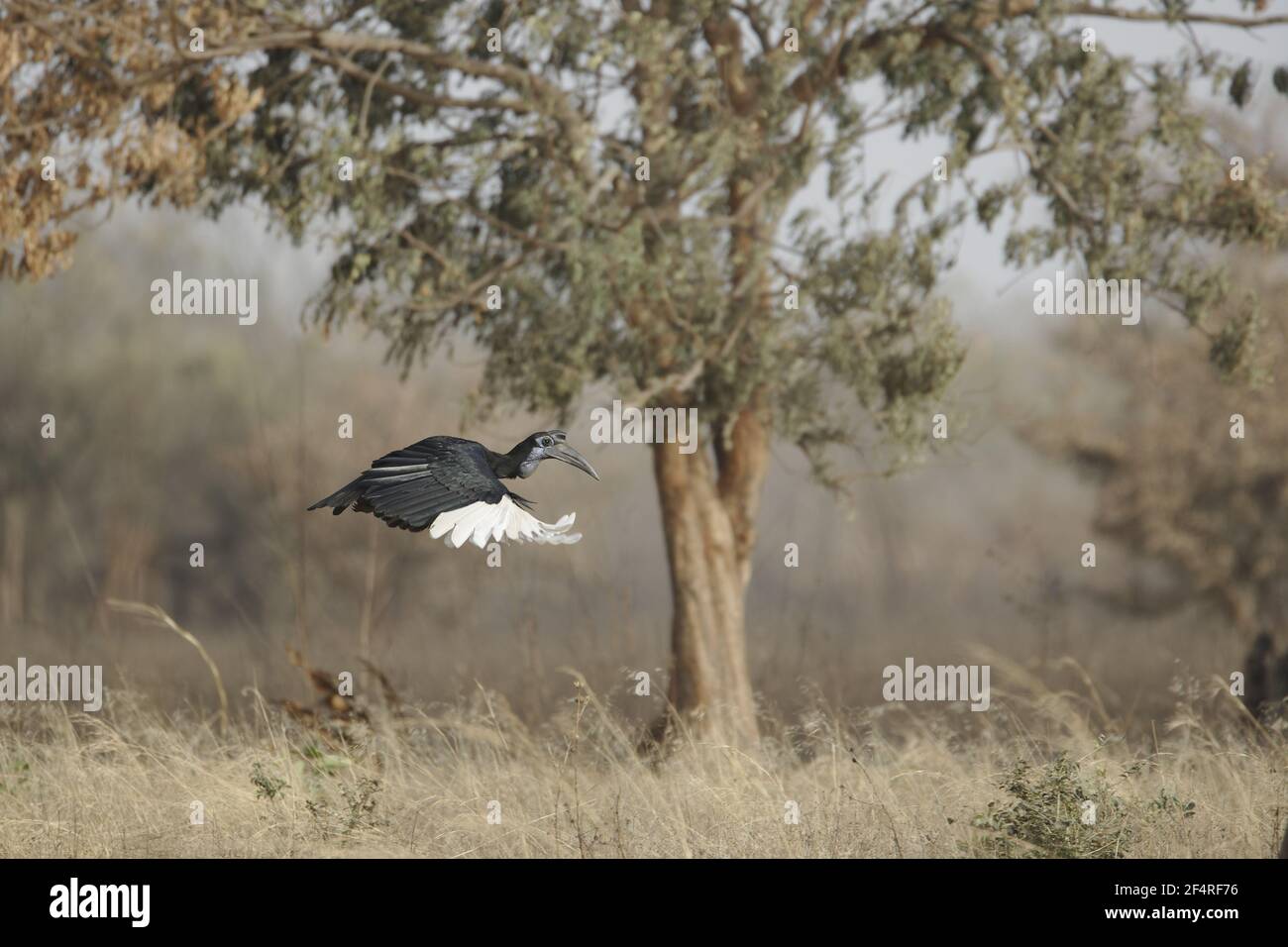 Abyssinian Ground Hornbill - in flight Bucorvus abyssinicus Gambia, West Africa BI025238 Stock Photo