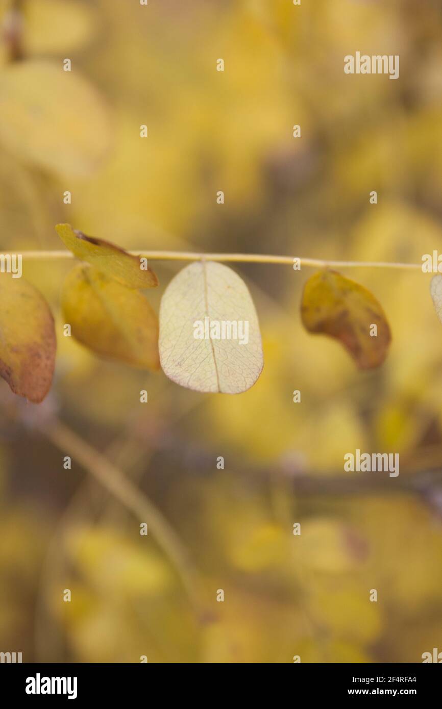 Close-up of a yellow leaf in autumn with a yellow blurred background. Macro photography Stock Photo