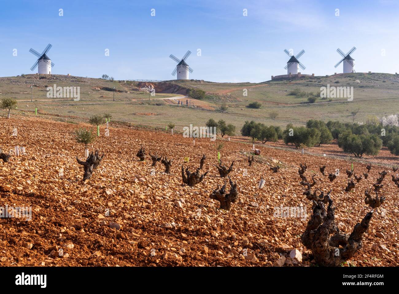 Rich red earth and barren grapevines in a vineyard in La Mancha with whitewashed windmills in the background Stock Photo