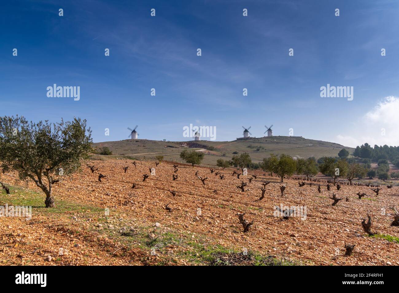 Rich red earth and barren grapevines in a vineyard in La Mancha with whitewashed windmills in the background Stock Photo