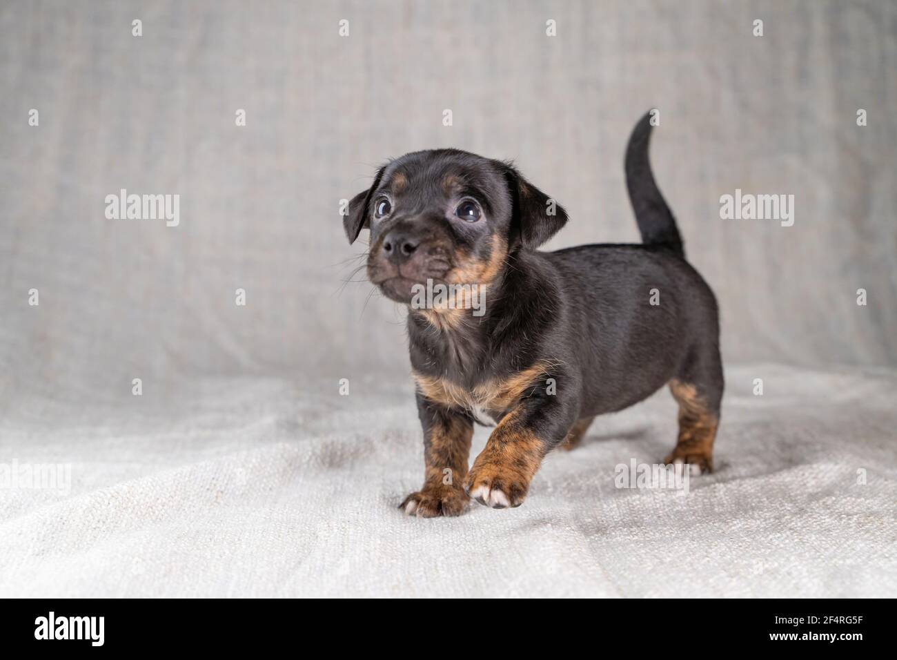 Brindle jack russell 2025
