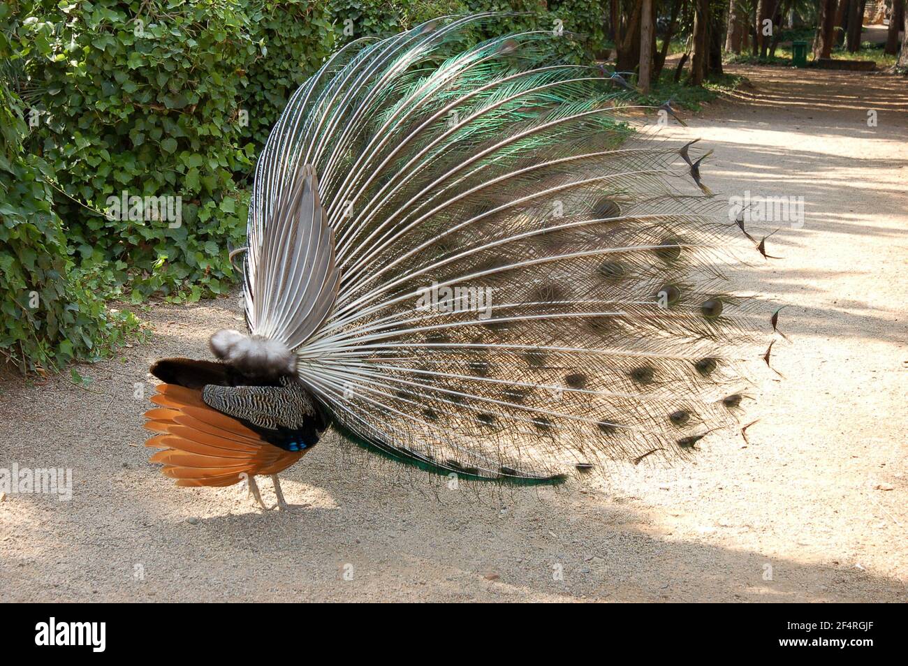 Behind view of a peacock male with feathers out on a sunny day in a park Stock Photo