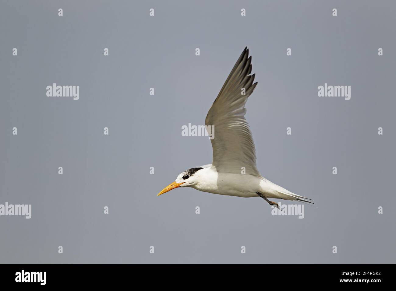Crested Tern - flightThalasseus bergii Gambia, West Africa BI025507 Stock Photo